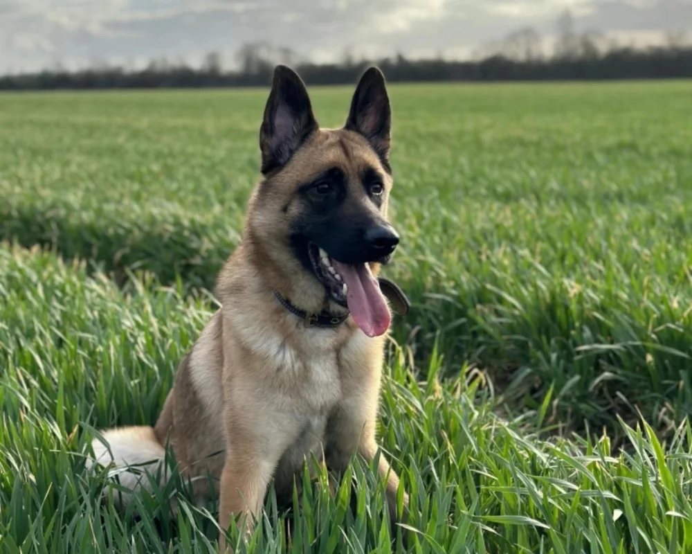 Neuradog Educateur Canin Caen Realisations 2
