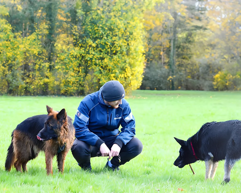Neuradog Educateur Canin Caen Realisations 4