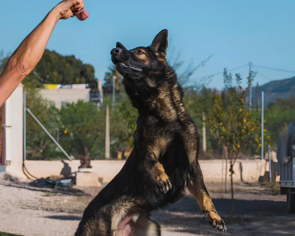 Neuradog Educateur Canin Caen Realisations 6