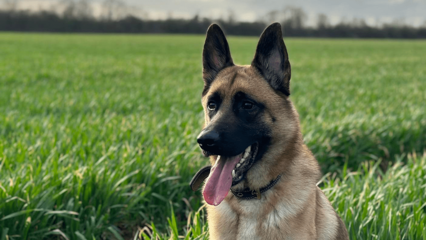 Educateur canin Caen